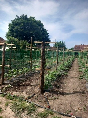 Szociális farm