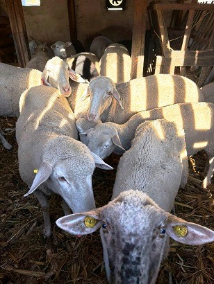 Kisbárány született