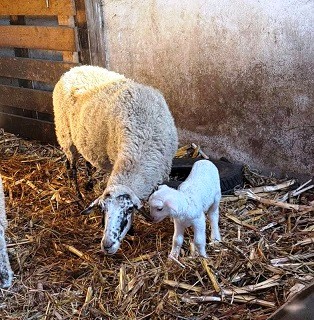 Kisbárány született