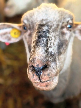 Kisbárány született