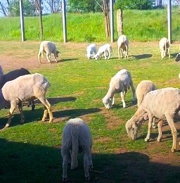 Szociális Farm