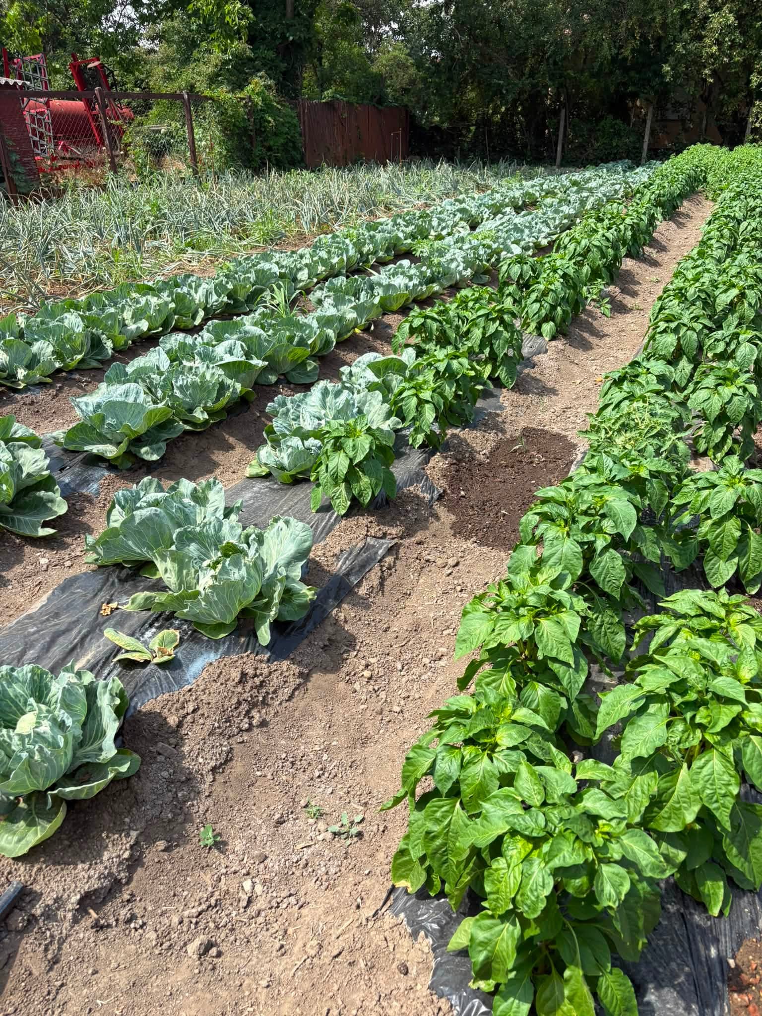 Szociális farm