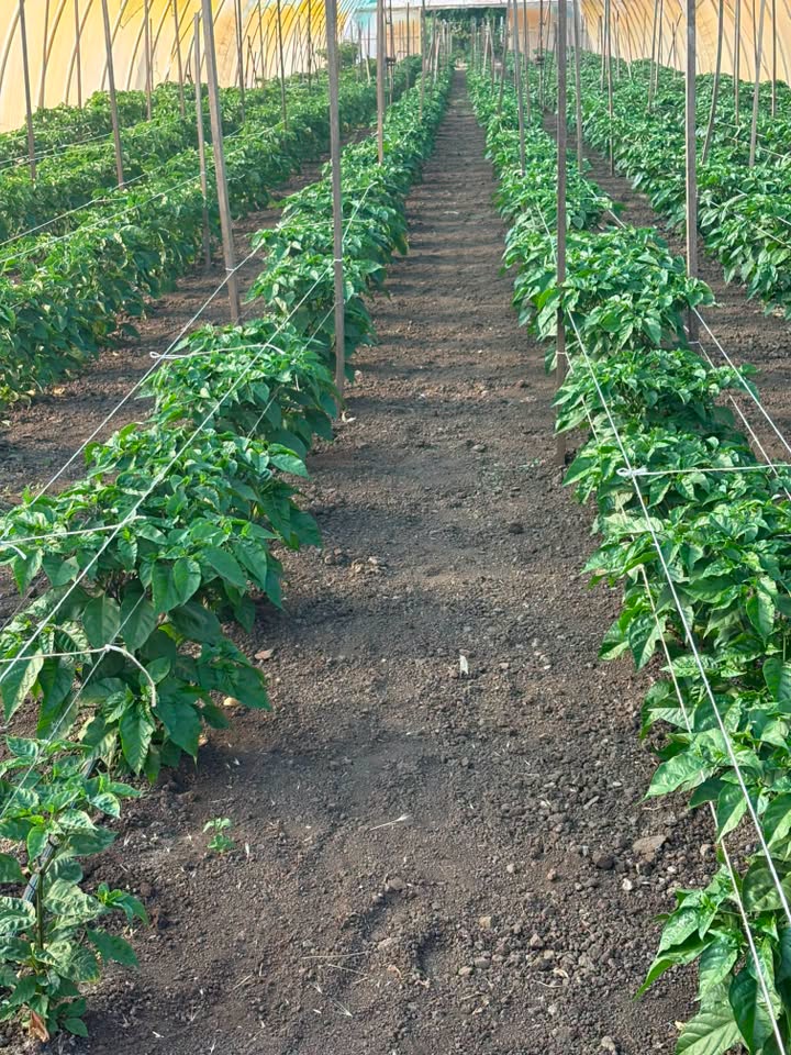 Szociális farm