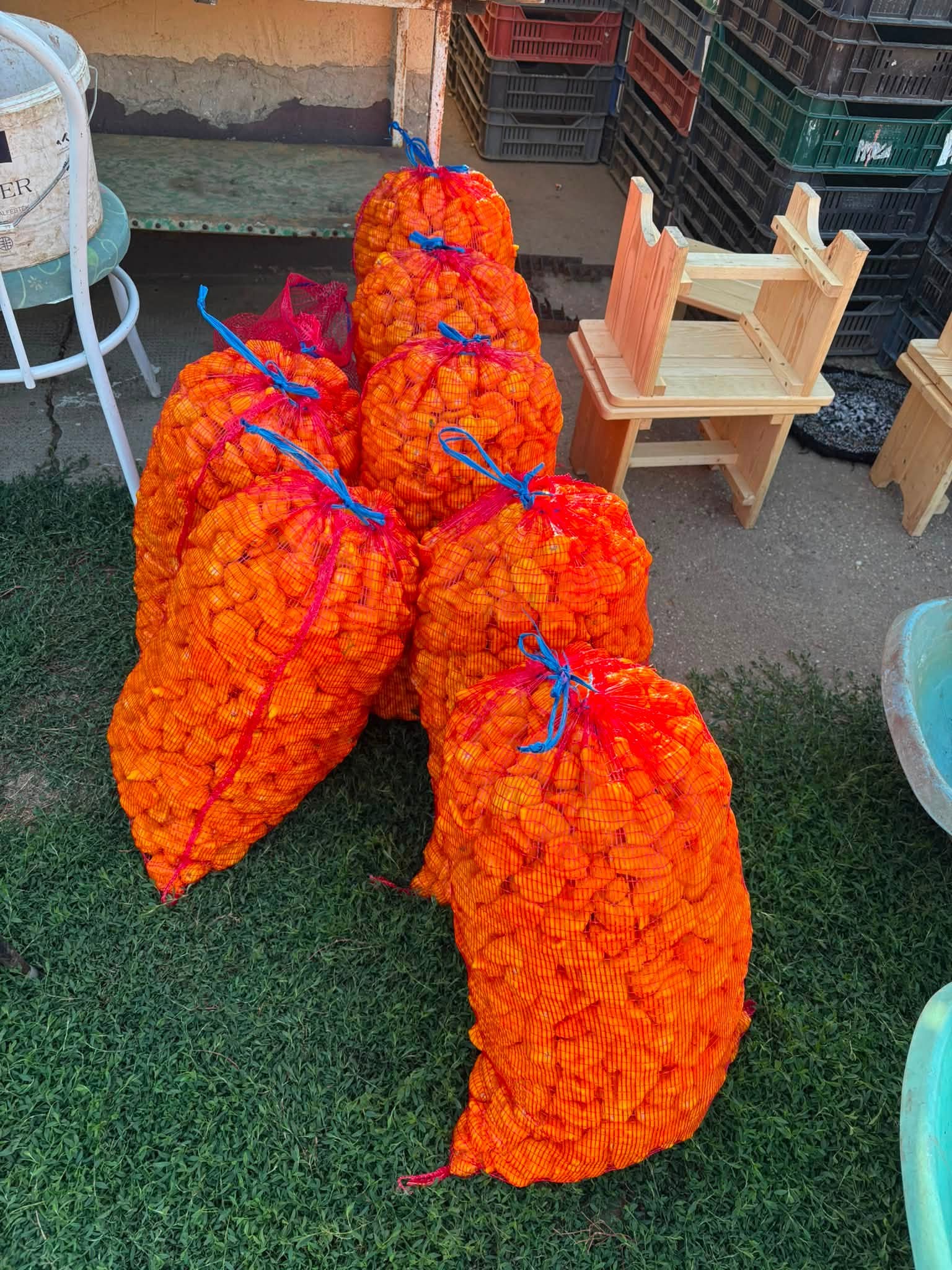 Chiliszüret