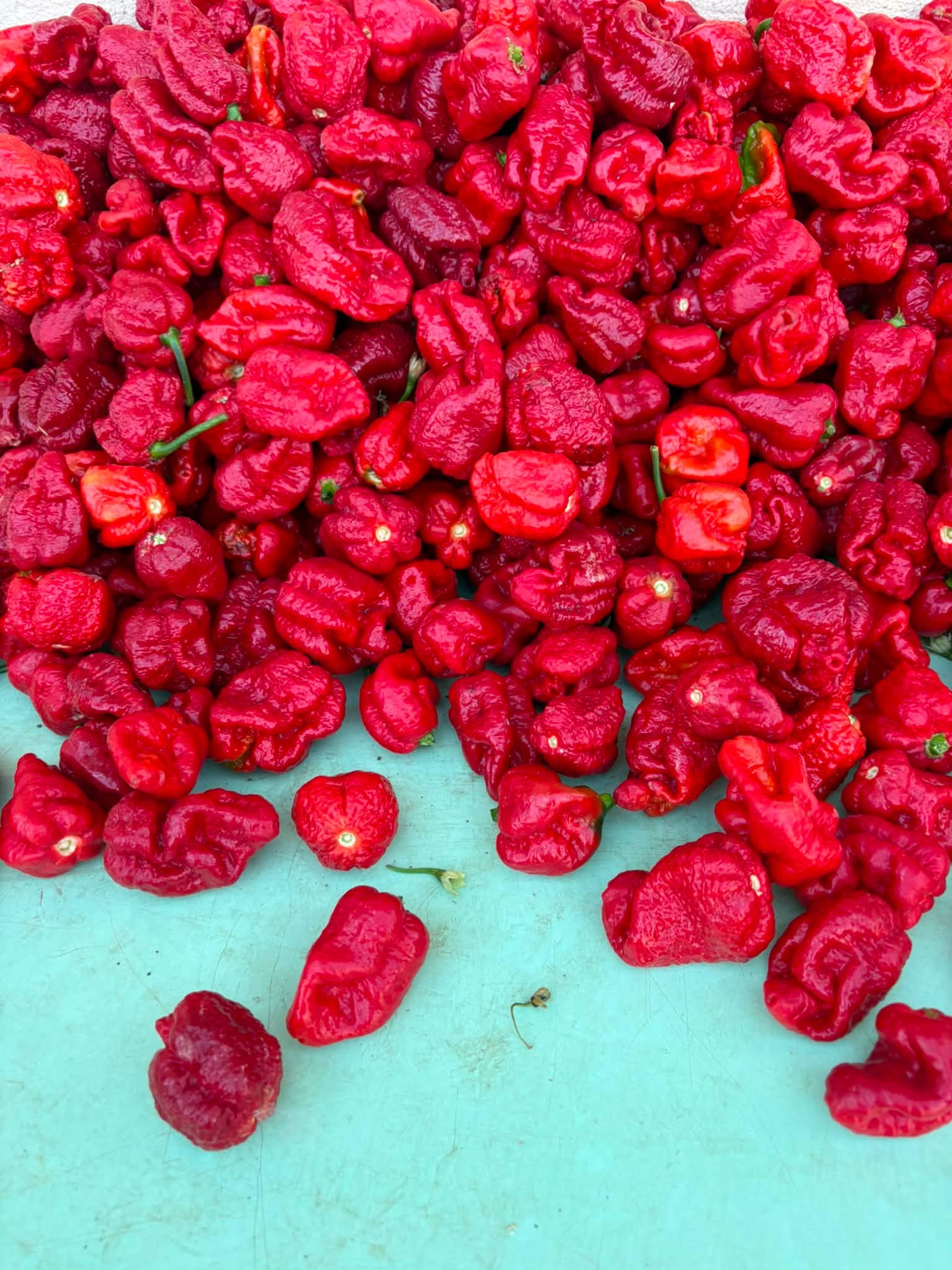 Chiliszüret